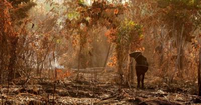 Photo 1. Juste après le feu, ce veau essaie de se nourrir au milieu des cendres. Les incendies peuvent provoquer la mort des animaux, obligeant le producteur à vendre le bétail à bas prix et à perdre des années de sélection et d'investissement pour constituer son troupeau